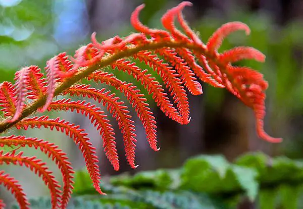 Red Fern Plant