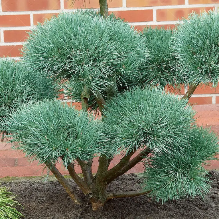 Pom Pom Evergreen Trees: A Unique and Versatile Addition to Your Landscape