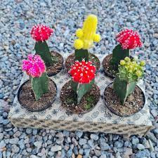 Ruby Ball Cactus: A Guide to Growing and Caring for This Beautiful Plant