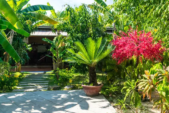 Backyard Areca Palm Hedge
