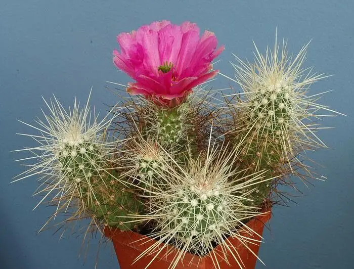 red flower cactus
