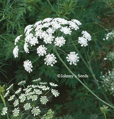 White Dill Plant: A Guide to Growing and Using This Beautiful and Edible Flower