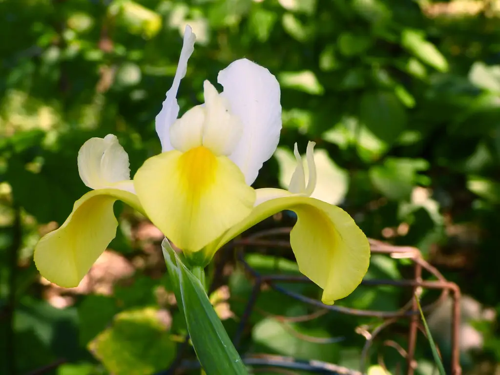iria white flower bulb plant