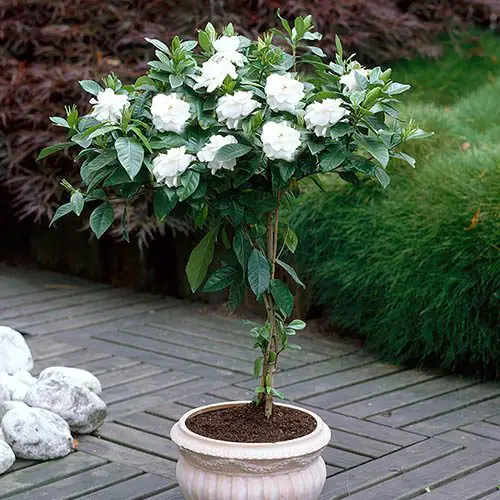 indoor plants with white flowers 
 gardenia is a fragrant plant