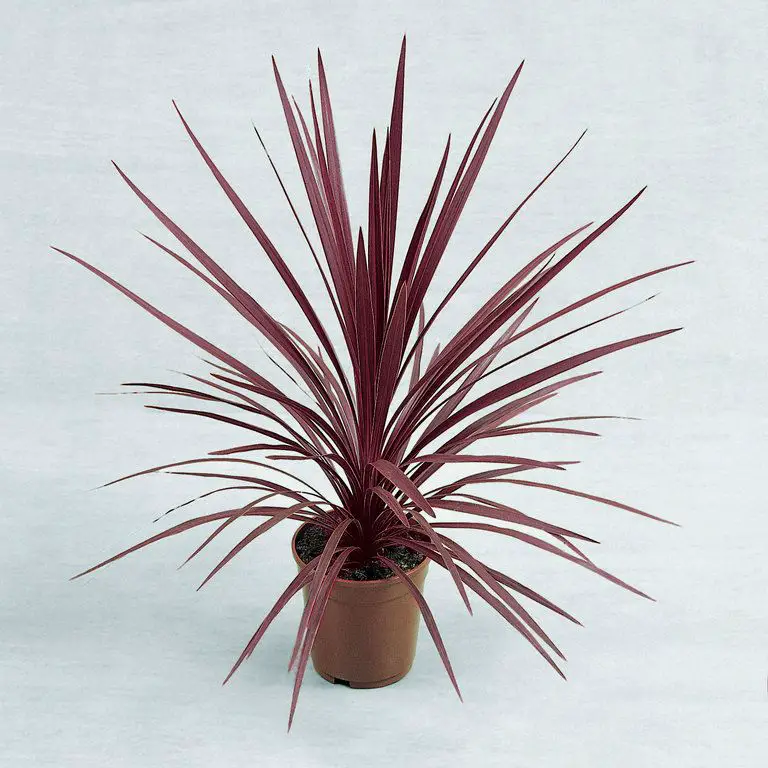 Red Star Spike Plant: A Versatile and Easy-to-Grow Foliage Plant