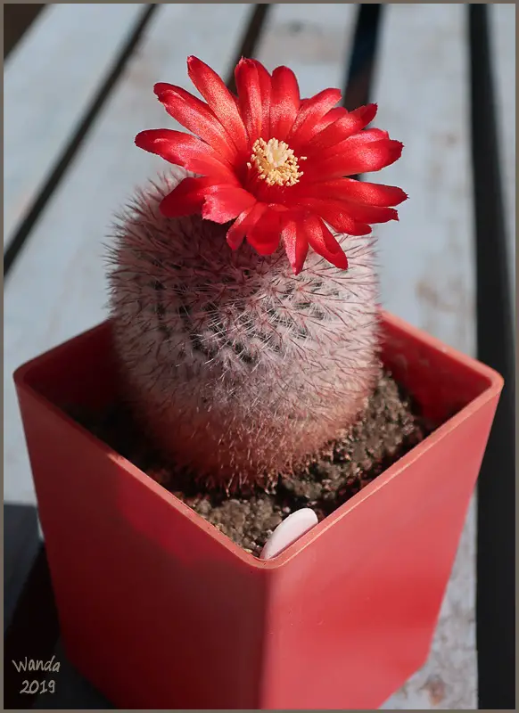 Scarlet Ball Cactus