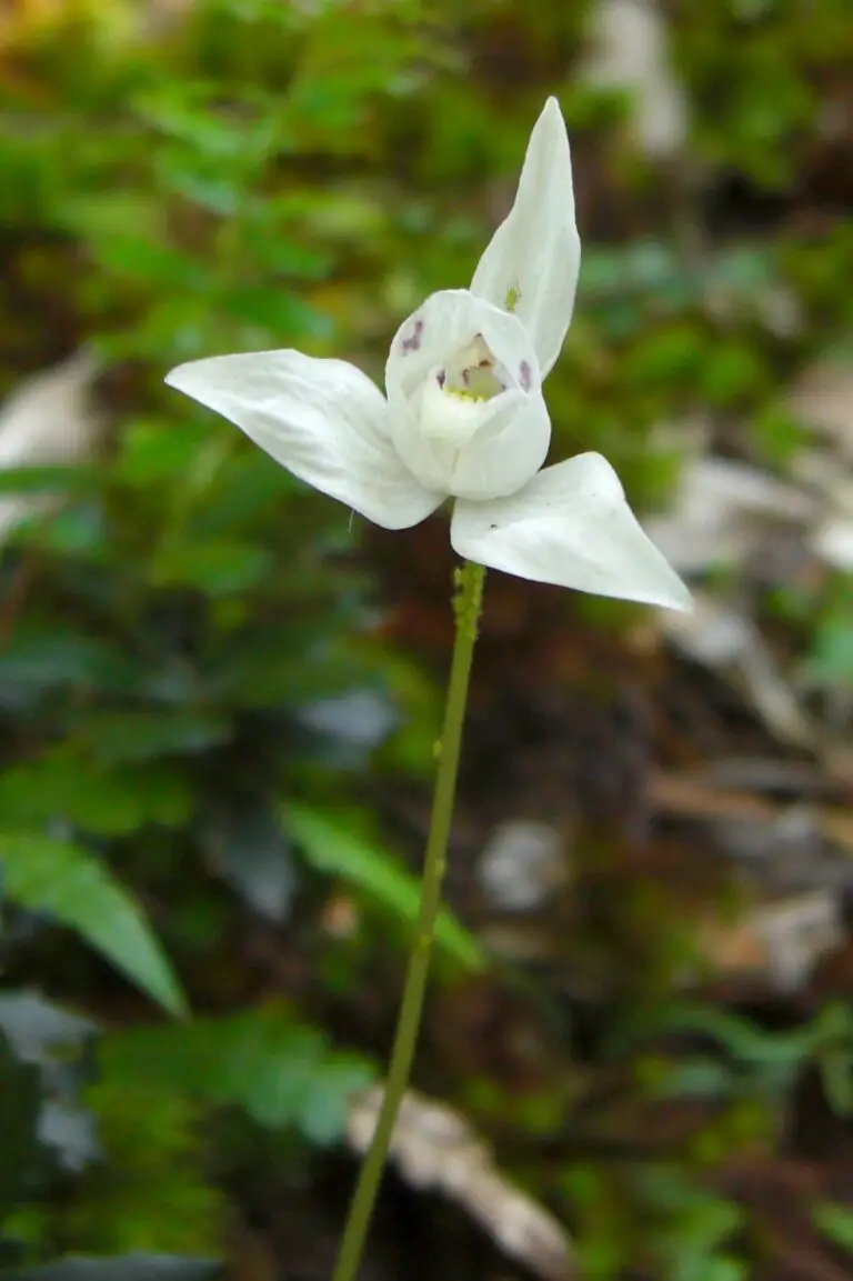 Unraveling the Beauty of the Dove Orchid: A Guide to Dove Orchid Plant and Flowers
