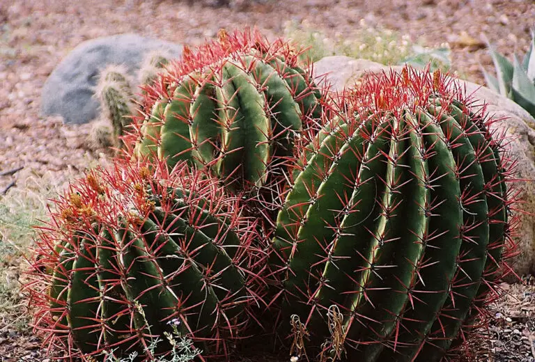 Fire Barrel Cactus