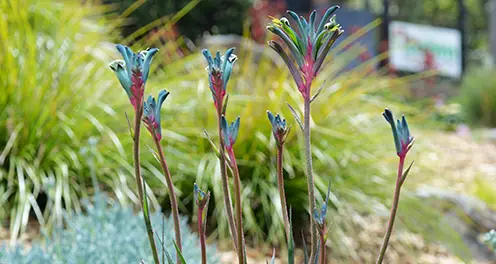 Introduction to the Blue Kangaroo Paw Plant