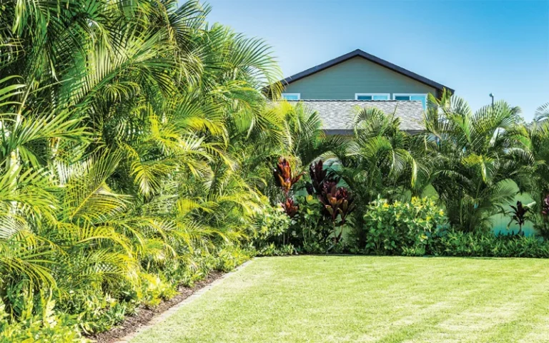 Areca Palm Hedge: A Beautiful and Functional Addition to Your Landscape