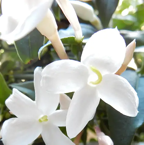 Wax Jasmine Plant