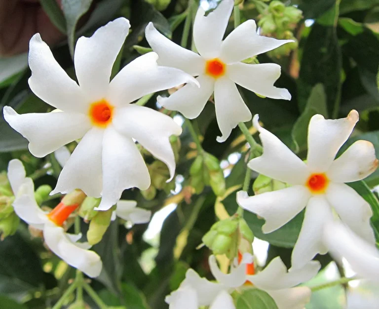 Unveiling the Enchanting World of Coral Jasmine Plants: A Comprehensive Guide