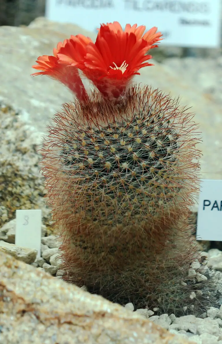 Scarlet Ball Cactus: A Unique and Beautiful Desert Beauty