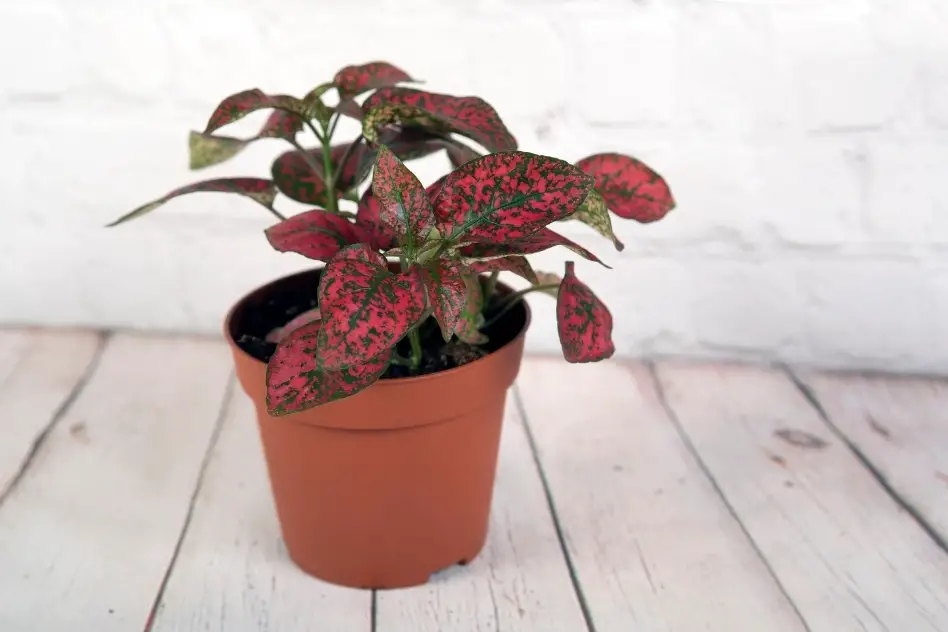 Polka Dot Plant low-light plant safe for cats