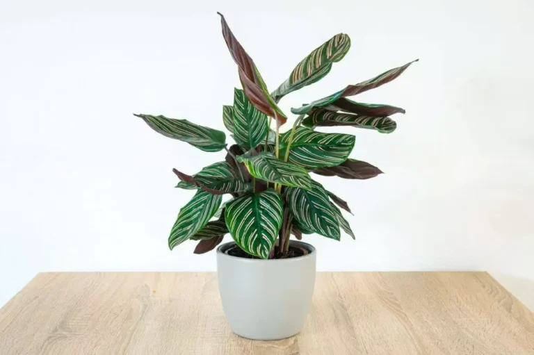 The Fascinating Prayer Plant: A Guide to Care, Varieties, and Benefits