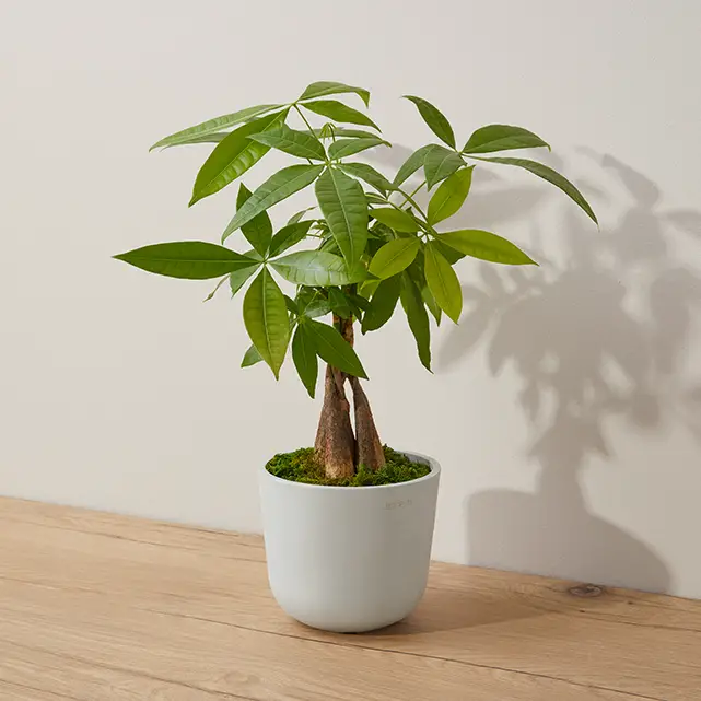 Money Tree low light plant safe for cats