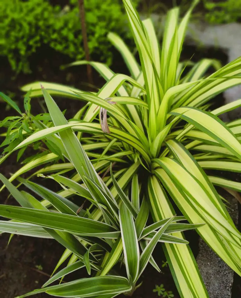 Spider Plant: A Comprehensive Guide to Care, Benefits, and Types