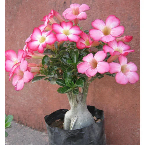 desert rose a fragrant plant