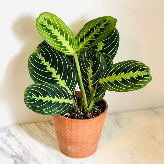 Lemon Lime Prayer Plant: A Vibrant Addition to Your Indoor Garden