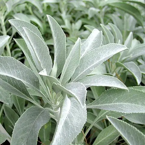 How to Successfully Grow White Sage: A Comprehensive Guide