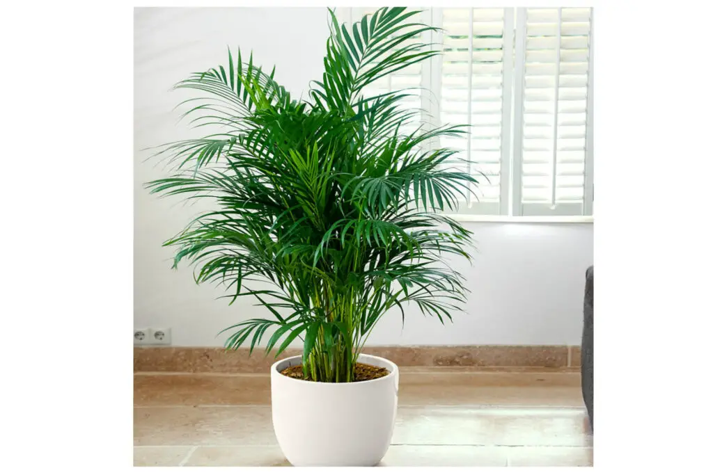  Areca Palm low-light plant safe for cats