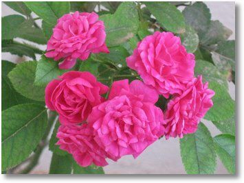 paneer rose plant