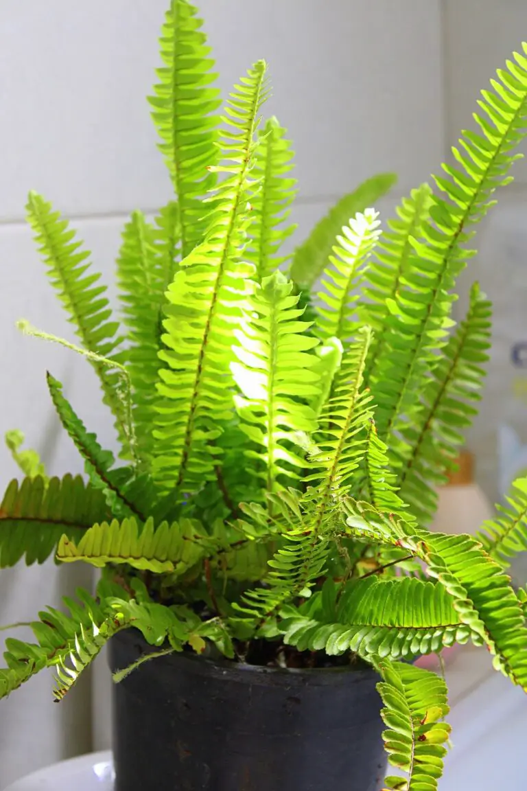 Boston Fern: A Guide to Growing and Caring for This Houseplant