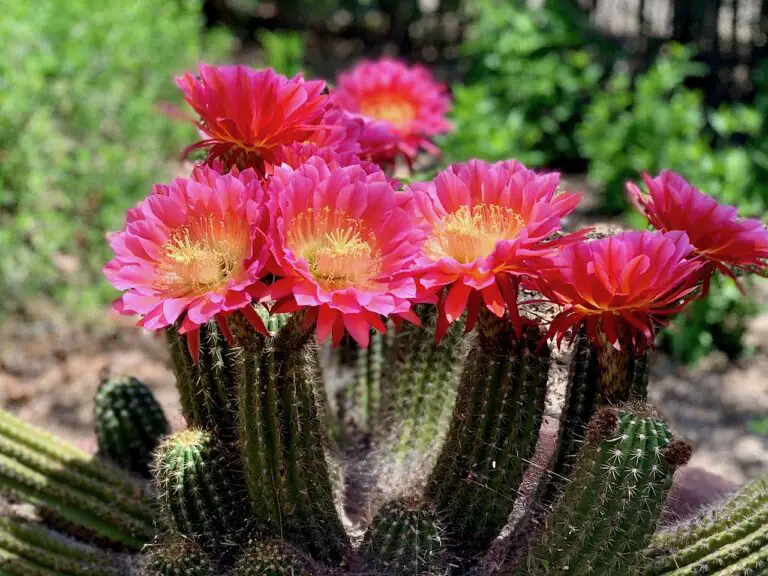 Unlocking the Secrets of the Red Torch Cactus: A Comprehensive Guide