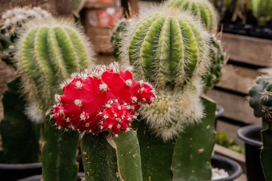 red flower cactus