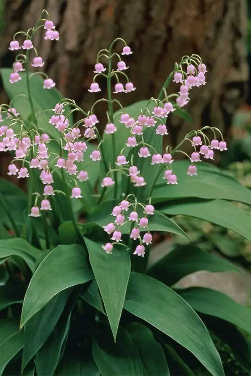pink lily of the valley