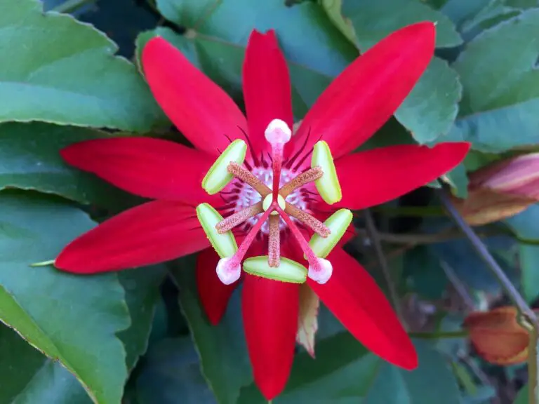 Passionflower Red Flowering Vining Plant