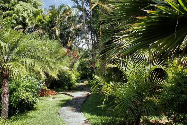 Backyard Areca Palm Hedge: The Complete Guide to Growing and Maintaining an Areca Palm Hedge