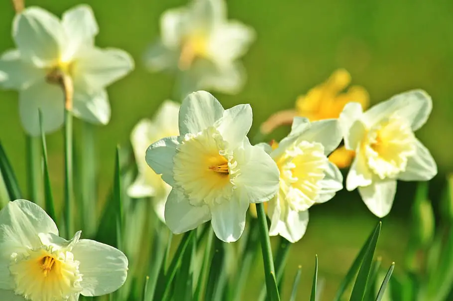 Daffodils white flower bulb plant