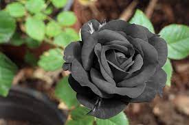black rose plant and flower 