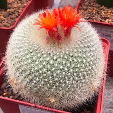 Red Torch Cactus, Scarlet Ball Cactus, Fire Barrel Cactus, Ruby Ball Cactus, and Strawberry Hedgehog Cactus: An Overview