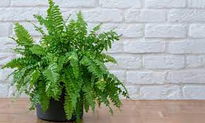 Boston Fern Low-light plant safe for cats