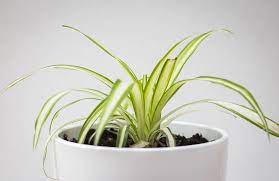 Spider Plant low-light safe for cats