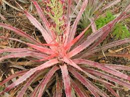 red star spike plant