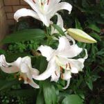  White Lilies Plant a fragrant plant