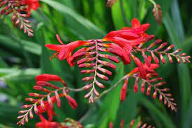 Red Fern Plant