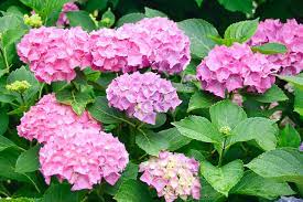 Pink Sunset Hydrangea: A Beautiful and Easy-to-Grow Shrub