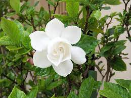 Unveiling the Mysteries of the White Rose Plant: The Best Kept Secrets and Care Tips!