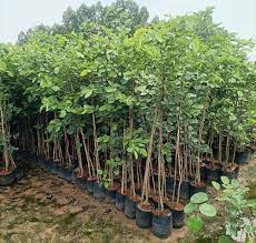 Sandalwood Fragrant Wood and Tropical South American Plants