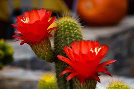 Red  Cactus with flowers