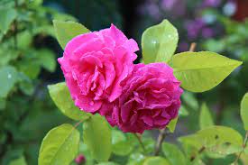 Paneer Rose Plant: A Beautiful and Fragrant Flower
