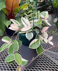 Variegated Wax Plant: A Stunning Addition to Your Indoor Garden