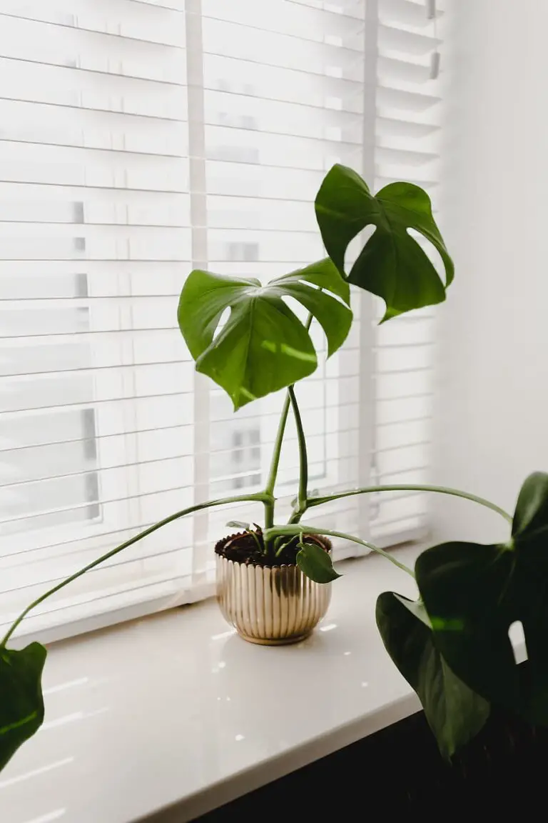 Cultivating and Caring for Mini Monstera House Plants