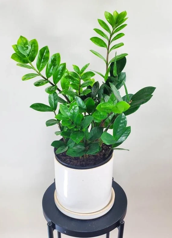 Dwarf ZZ Plant: The Compact Green Beauty