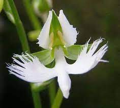 dove orchid, dove orchid plant, dove orchid flowers, white dove orchid" Use these outlines