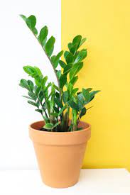 ZZ Plant Leggy & Leaning? Here’s Why & How to Resolve It